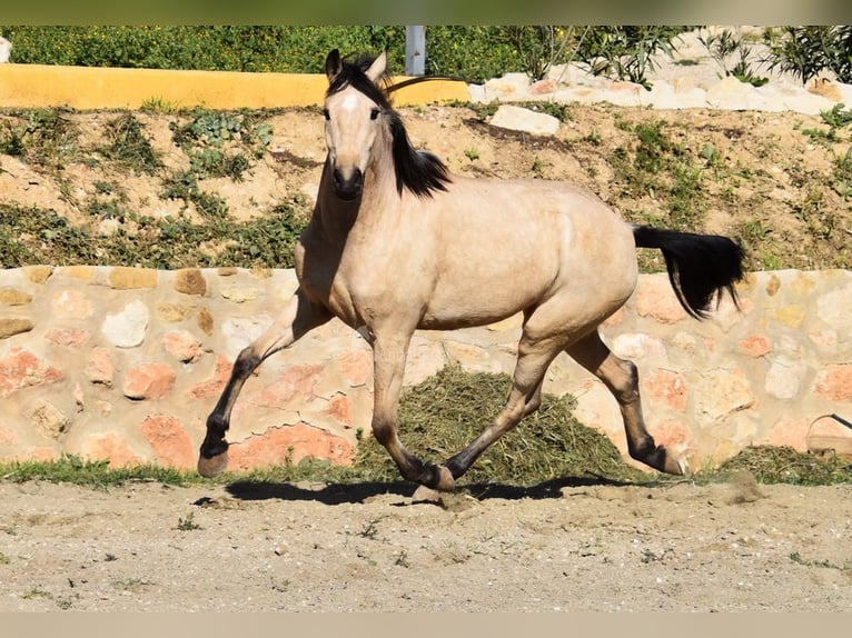 Andalusiër Merrie 4 Jaar 158 cm Falbe in Provinz  Malaga