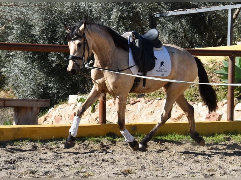 Andalusiër Merrie 4 Jaar 158 cm Falbe in Provinz  Malaga