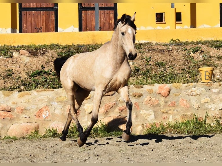 Andalusiër Merrie 4 Jaar 158 cm Falbe in Provinz  Malaga