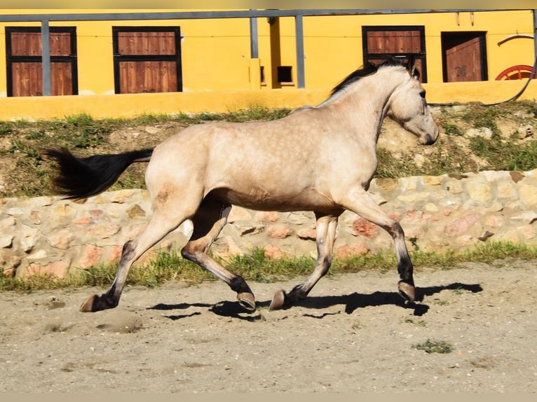 Andalusiër Merrie 4 Jaar 158 cm Falbe in Provinz  Malaga