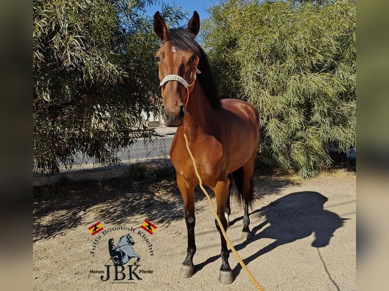 Andalusiër Merrie 4 Jaar 159 cm Bruin in Tabernas Almeria