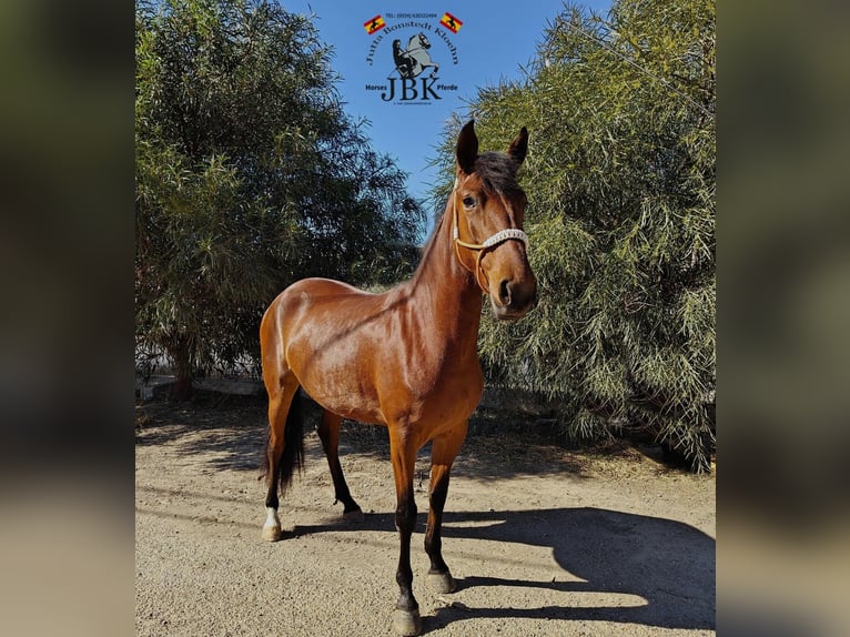 Andalusiër Merrie 4 Jaar 159 cm Bruin in Tabernas Almeria