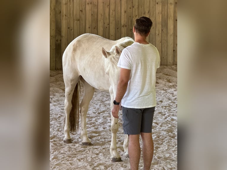 Andalusiër Merrie 4 Jaar 159 cm Cremello in Parsberg