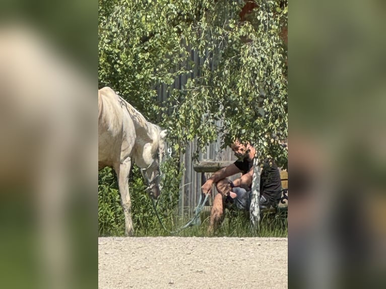 Andalusiër Merrie 4 Jaar 159 cm Cremello in Parsberg