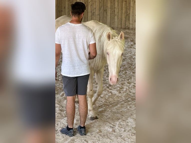 Andalusiër Merrie 4 Jaar 159 cm Cremello in Parsberg