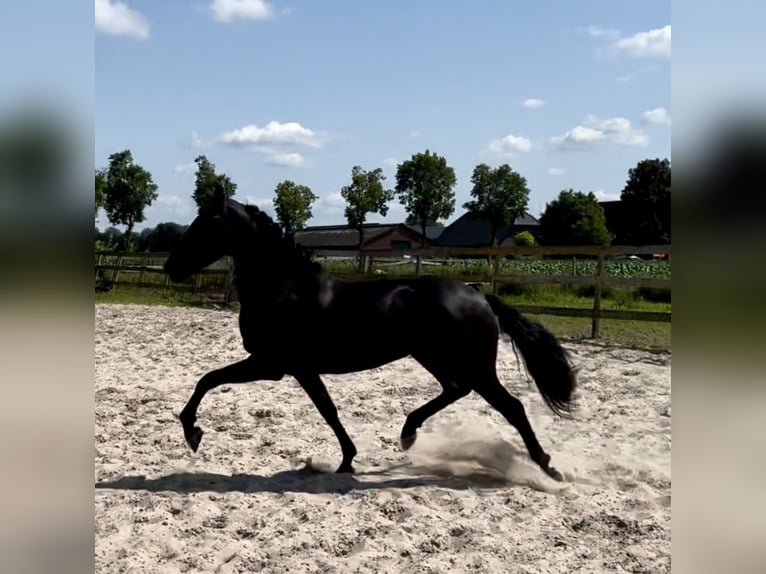 Andalusiër Merrie 4 Jaar 159 cm Zwart in Barneveld