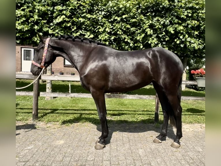 Andalusiër Merrie 4 Jaar 159 cm Zwart in Barneveld