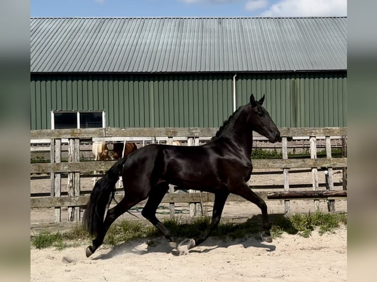 Andalusiër Merrie 4 Jaar 159 cm Zwart in Barneveld