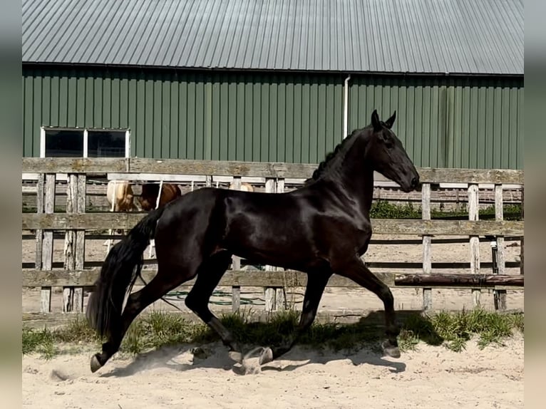 Andalusiër Merrie 4 Jaar 159 cm Zwart in Barneveld
