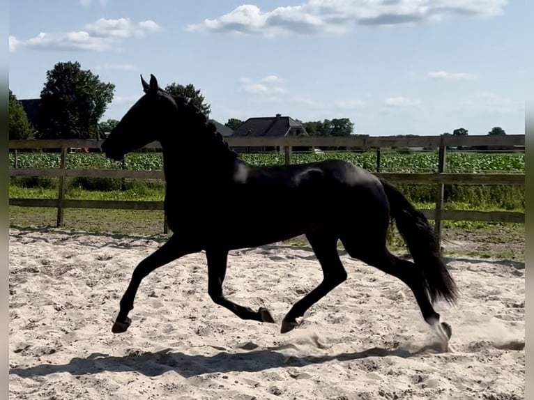 Andalusiër Merrie 4 Jaar 159 cm Zwart in Barneveld