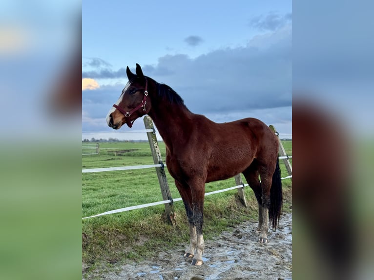 Andalusiër Merrie 4 Jaar 160 cm Bruin in Rinsumageast