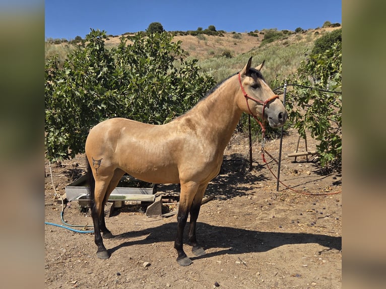 Andalusiër Merrie 4 Jaar 160 cm Buckskin in Vejer de la Frontera