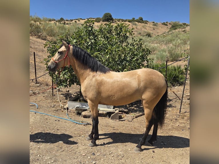 Andalusiër Merrie 4 Jaar 160 cm Buckskin in Vejer de la Frontera