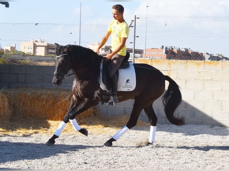 Andalusiër Merrie 4 Jaar 160 cm Zwart in Provinz Granada Andalusiër Merrie 4 Jaar 160 cm Zwart in Provinz Granada