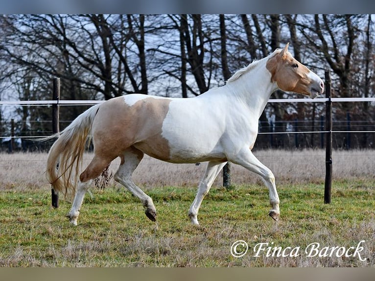 Andalusiër Mix Merrie 4 Jaar 161 cm Gevlekt-paard in Wiebelsheim