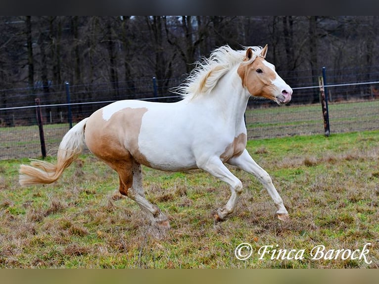 Andalusiër Mix Merrie 4 Jaar 161 cm Gevlekt-paard in Wiebelsheim
