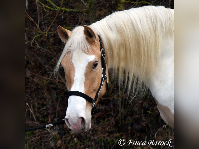 Andalusiër Mix Merrie 4 Jaar 161 cm Gevlekt-paard in Wiebelsheim