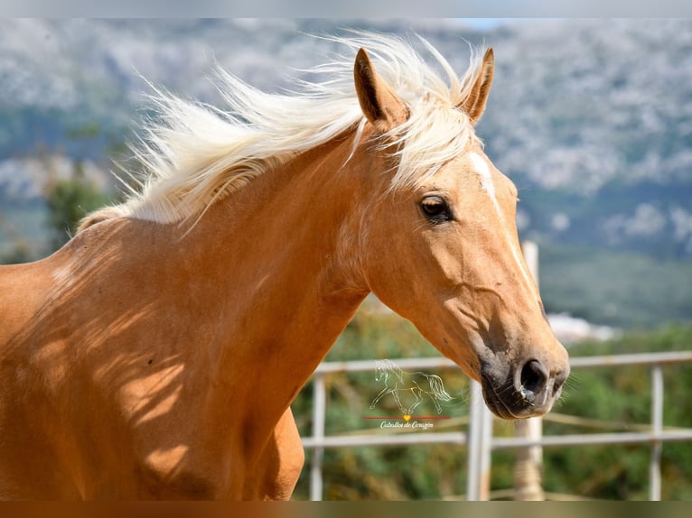 Andalusiër Merrie 4 Jaar 163 cm Palomino in Malaga