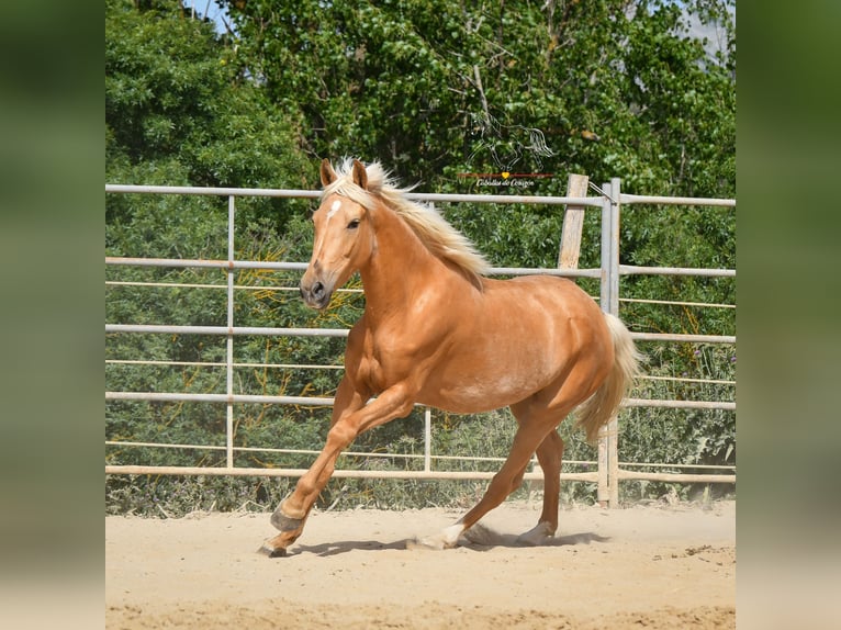 Andalusiër Merrie 4 Jaar 163 cm Palomino in Malaga