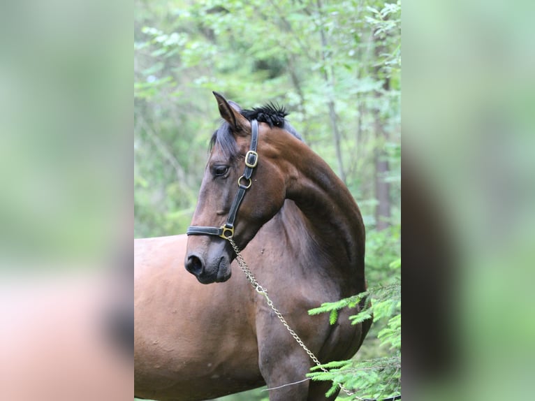 Andalusiër Merrie 4 Jaar 164 cm Donkerbruin in Gronków