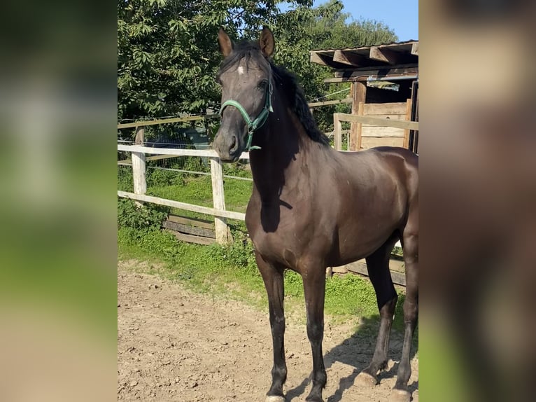 Andalusiër Merrie 4 Jaar 167 cm Zwart in Tongeren
