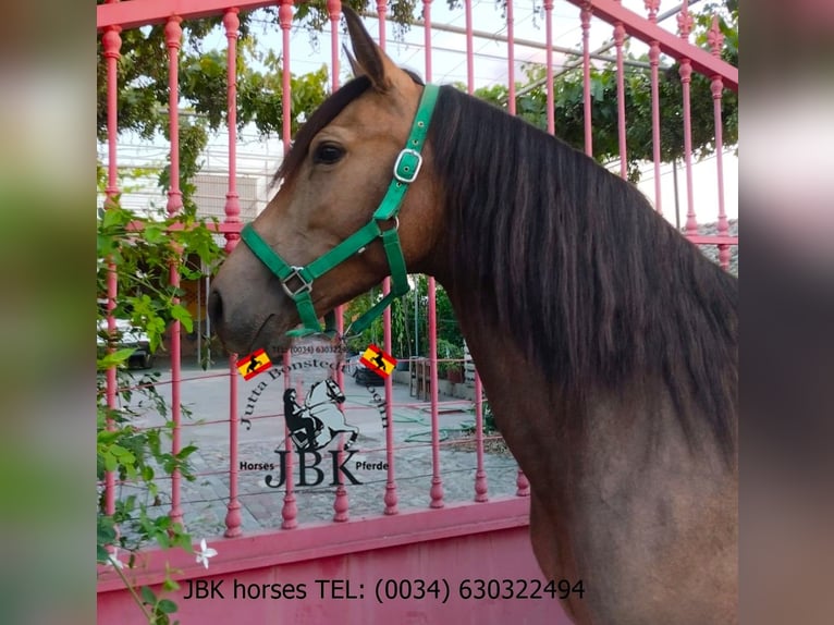 Andalusiër Merrie 5 Jaar 149 cm Falbe in Tabernas Almeria
