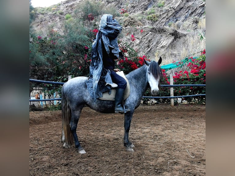 Andalusiër Merrie 5 Jaar 149 cm Schimmel in Adra Almeria
