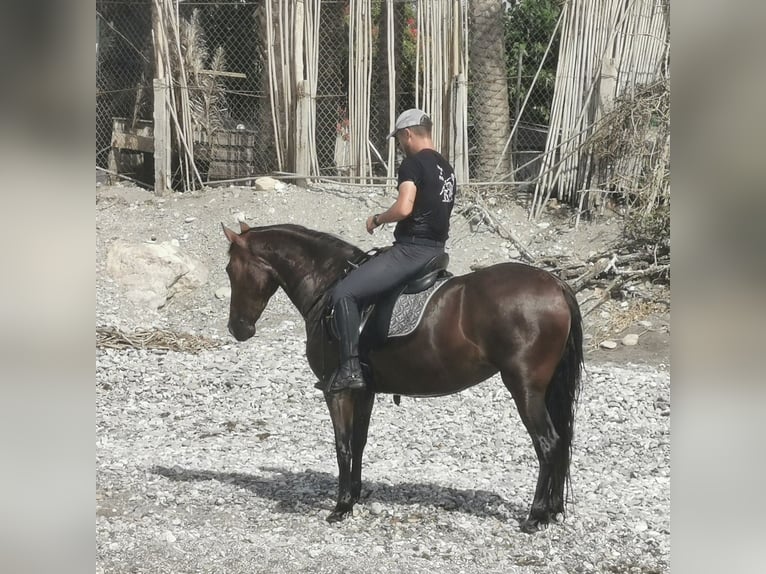 Andalusiër Merrie 5 Jaar 150 cm Bruin in Adra Almeria Andalusiër Merrie 5 Jaar 150 cm Bruin in Adra Almeria