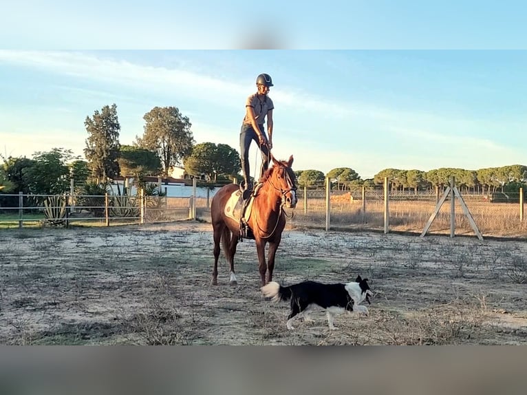 Andalusiër Merrie 5 Jaar 150 cm Vos in Almonte