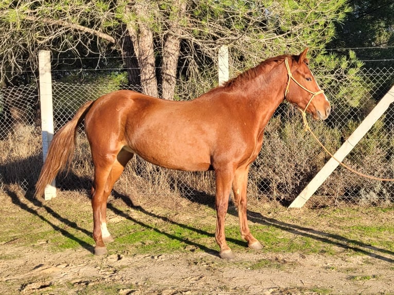 Andalusiër Merrie 5 Jaar 150 cm Vos in Almonte
