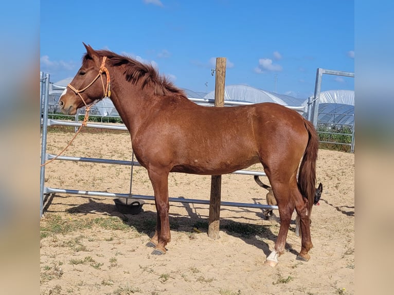 Andalusiër Merrie 5 Jaar 151 cm Vos in Almonte