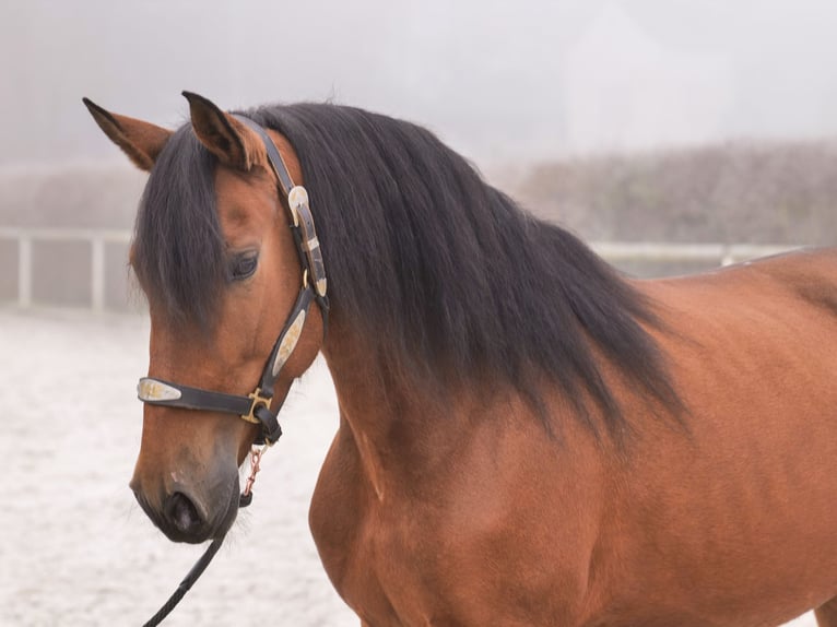 Andalusiër Merrie 5 Jaar 153 cm Bruin in Neustadt (Wied)