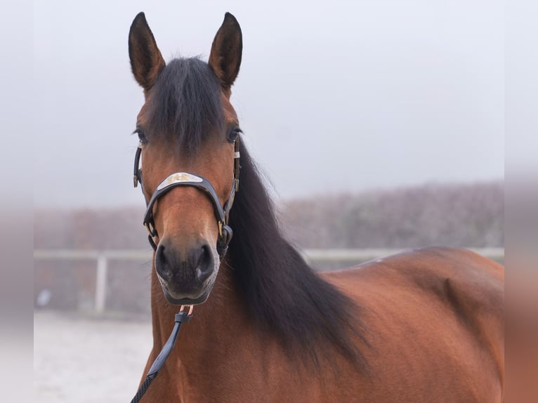 Andalusiër Merrie 5 Jaar 153 cm Bruin in Neustadt (Wied)