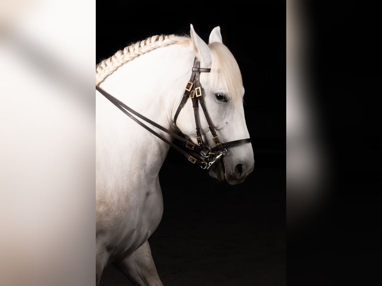 Andalusiër Mix Merrie 5 Jaar 154 cm Appelschimmel in Scharnstein