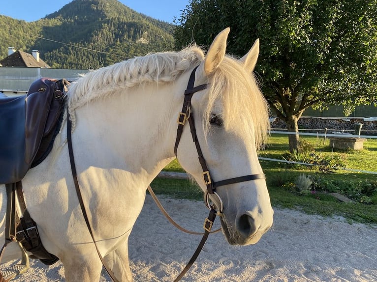 Andalusiër Merrie 5 Jaar 154 cm Appelschimmel in Scharnstein