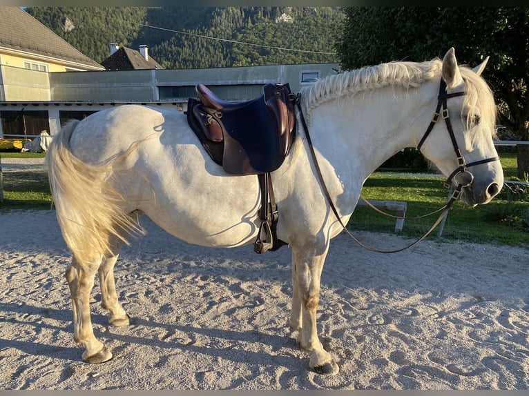Andalusiër Merrie 5 Jaar 154 cm Appelschimmel in Scharnstein