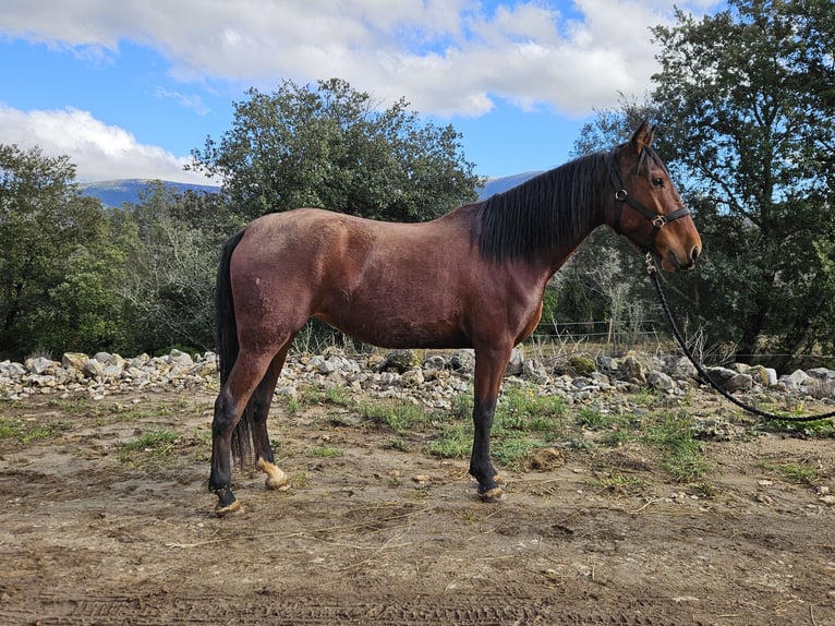 Andalusiër Merrie 5 Jaar 154 cm  in Zerf