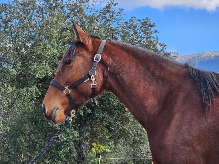Andalusiër Merrie 5 Jaar 154 cm  in Zerf