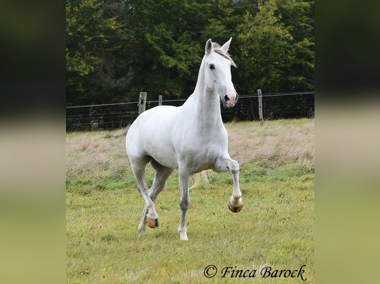 Andalusiër Merrie 5 Jaar 155 cm Schimmel in Wiebelsheim