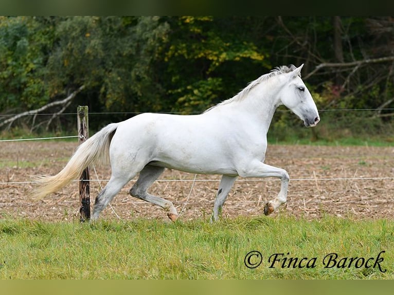 Andalusiër Merrie 5 Jaar 155 cm Schimmel in Wiebelsheim