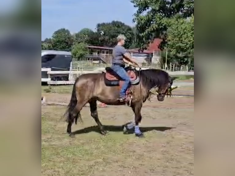 Andalusiër Mix Merrie 5 Jaar 156 cm Grullo in Benissa