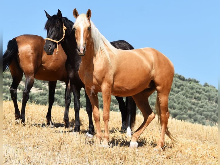 Andalusiër Merrie 5 Jaar 156 cm Palomino in Provinz Cordoba