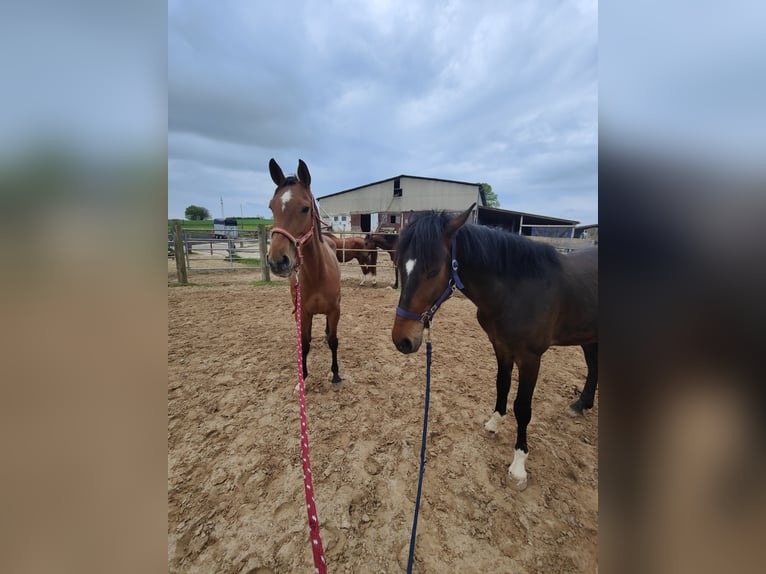 Andalusiër Merrie 5 Jaar 157 cm Bruin in Waldeck