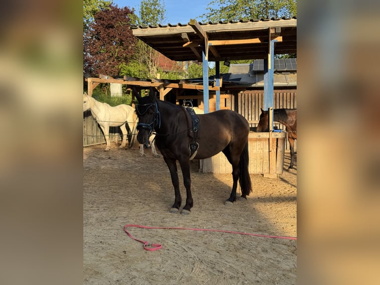 Andalusiër Mix Merrie 5 Jaar 158 cm Zwart in Freudenberg