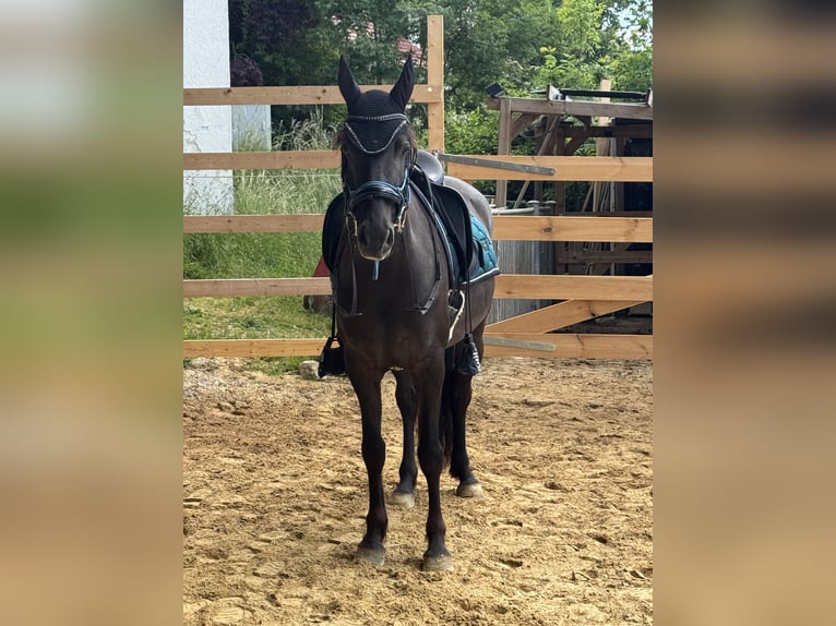 Andalusiër Mix Merrie 5 Jaar 158 cm Zwart in Freudenberg