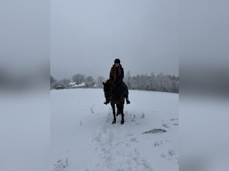 Andalusiër Mix Merrie 5 Jaar 158 cm Zwart in Freudenberg