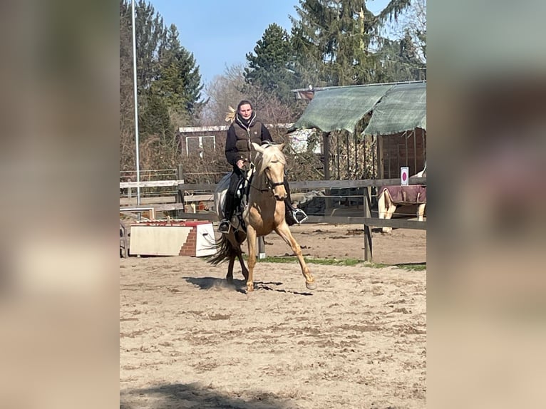 Andalusiër Merrie 5 Jaar 160 cm Palomino in Darmstadt