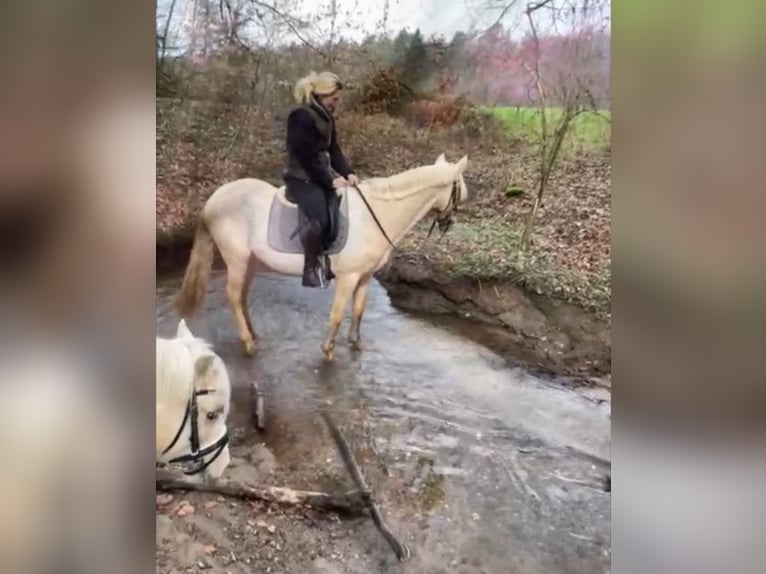 Andalusiër Merrie 5 Jaar 160 cm Palomino in Darmstadt