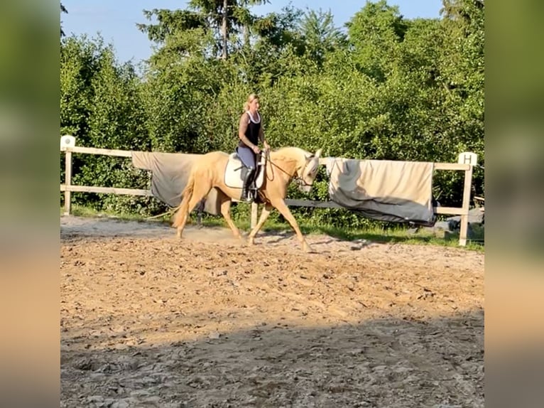 Andalusiër Merrie 5 Jaar 160 cm Palomino in Darmstadt