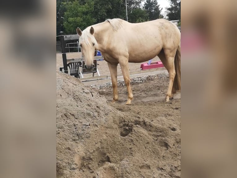 Andalusiër Merrie 5 Jaar 160 cm Palomino in Darmstadt